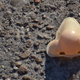 Image for article titled A "White Smell" Could Hide The Most Repellant of Odours